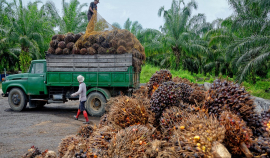 Индонезия отказалась от экспорта пальмового масла